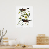 Donkerogige Junco - John James Audubon Poster (Keuken)
