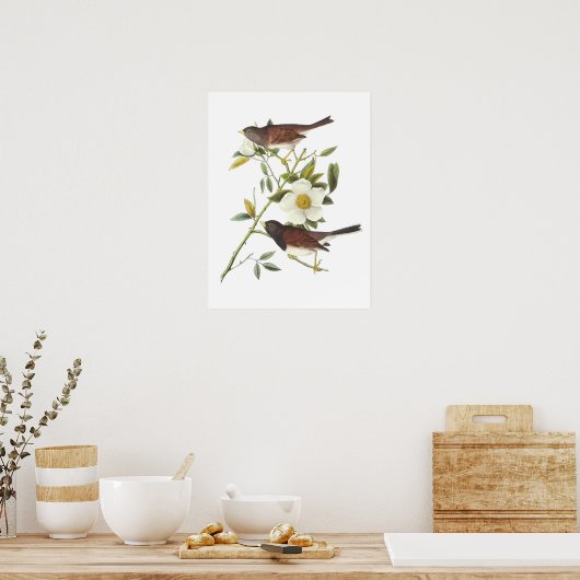 Donkerogige Junco van Audubon Poster (Keuken)