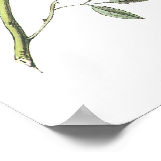 Donkerogige Junco van Audubon Poster (Hoek)