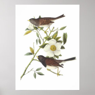 Donkerogige Junco van Audubon Poster