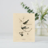 Donkerogige Junco - van de Amerikaanse vogels van  Briefkaart (Staand voorkant)