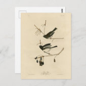 Donkerogige Junco - van de Amerikaanse vogels van  Briefkaart (Voorkant / Achterkant)