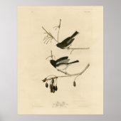 Donkerogige Junco - van de Amerikaanse vogels van  Poster (Voorkant)