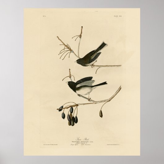 Donkerogige Junco - van de Amerikaanse vogels van  Poster (Voorkant)