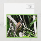 Donkeroogige junco briefkaart (Voorkant / Achterkant)