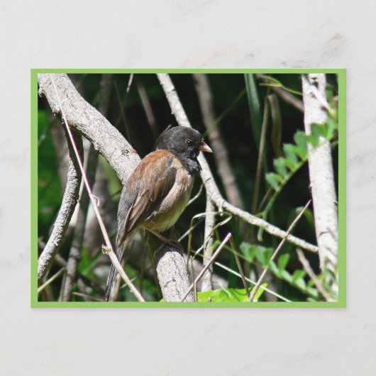 Donkeroogige junco briefkaart (Voorkant)