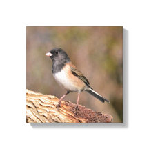 Donkeroogige Junco