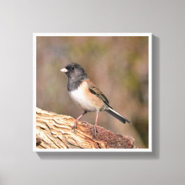 Donkeroogige Junco Canvas Afdruk