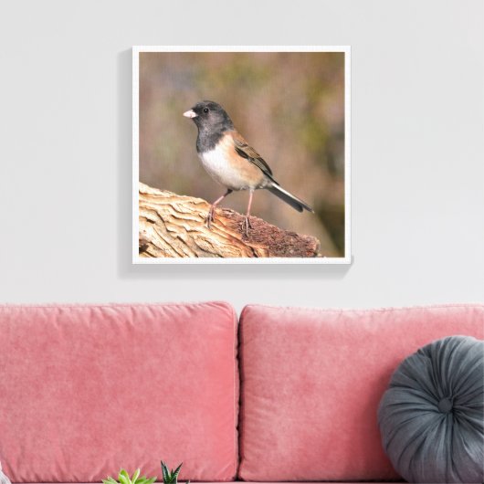 Donkeroogige Junco Canvas Afdruk (Insitu (Woonkamer))