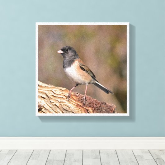 Donkeroogige Junco Canvas Afdruk (Insitu (Houten vloer))