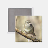 Donkeroogige Junco Magnet (Voorkant / Achterkant)