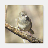 Donkeroogige Junco Magnet (Voorkant)