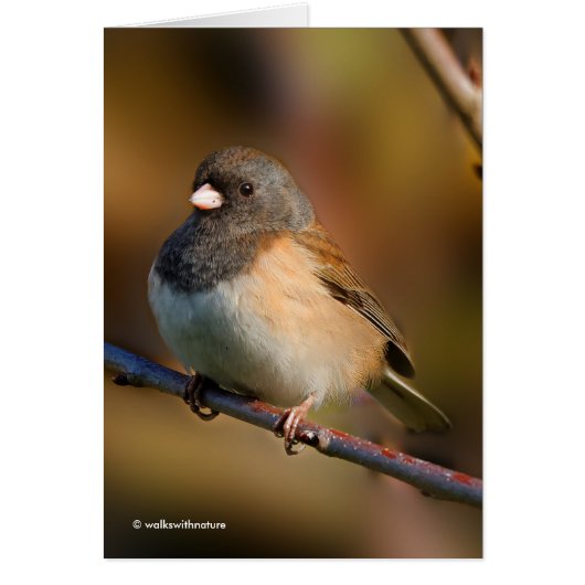 Donkeroogige Junco op een ledemaat (Voorkant)