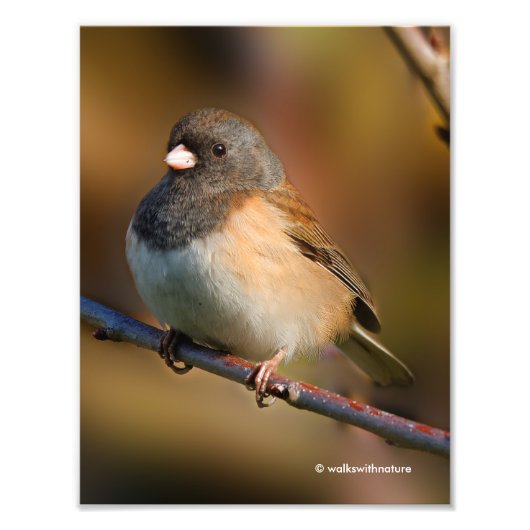 Donkeroogige Junco op een ledemaat Foto Afdruk (Voorkant)