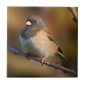 Donkeroogige Junco op een ledemaat Tegeltje (Voorkant)
