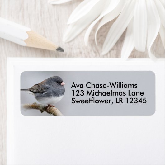 Donkeroogige Junco Sparrow Songbird op perenbomen Etiket (Insitu)