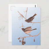 Donkerooige Junco Audubon-sneeuwvogels op de bakaf Briefkaart (Voorkant / Achterkant)