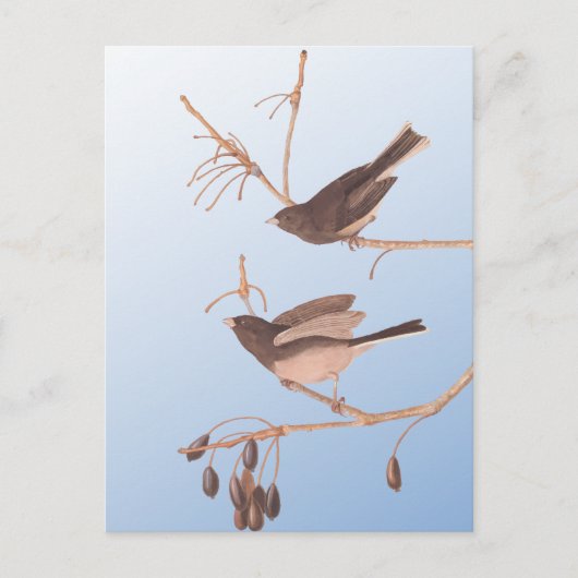 Donkerooige Junco Audubon-sneeuwvogels op de bakaf Briefkaart (Voorkant)