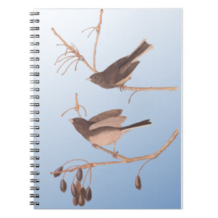Donkerooige Junco Audubon-sneeuwvogels op de bakaf Notitieboek
