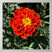 donkeroranje poster (Voorkant)