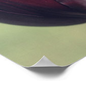 Donkerpaarse Tulp Bloem Poster (Hoek)