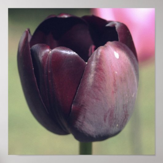 Donkerpaarse Tulp Bloem Poster (Voorkant)