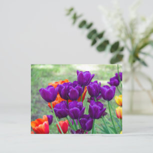 Donkerpaarse tulpen  briefkaart