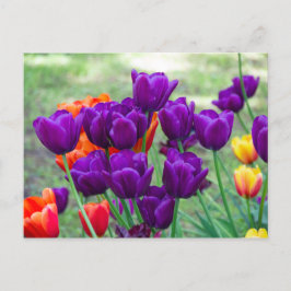 Donkerpaarse tulpen foto briefkaart