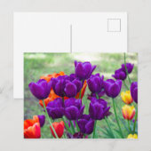 Donkerpaarse tulpen foto briefkaart (Voorkant / Achterkant)