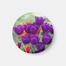 Donkerpaarse tulpen