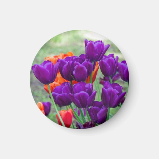 Donkerpaarse tulpen magneet (Voorkant)