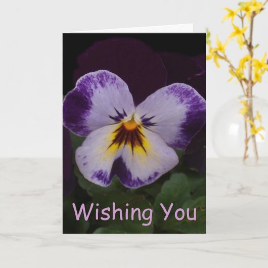 Donkerpaarse Witte Pansies Kaart (Gele Bloem)