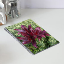 Donkerrode Aziatische Lelie Bloemen