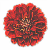 Donkerrood Bord Dahlia Pinnata Flower Sticker (Voorkant)