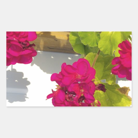 donkerroze bloembloem Geranium Rechthoekige Sticker (Voorkant)