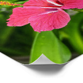 Donkerroze hibiscus poster (Hoek)