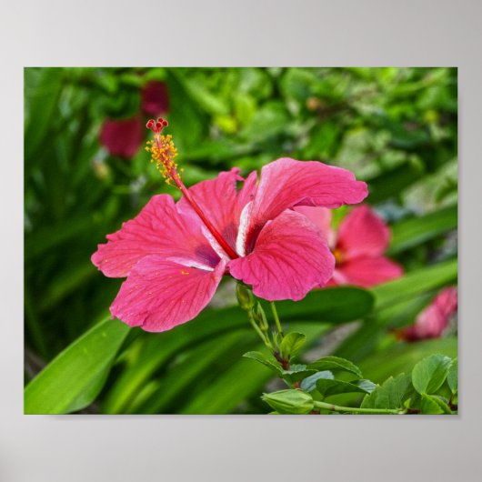 Donkerroze hibiscus poster (Voorkant)