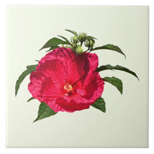 Donkerroze hibiscus tegeltje (Voorkant)
