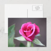 donkerroze mini-roos briefkaart (Voorkant / Achterkant)