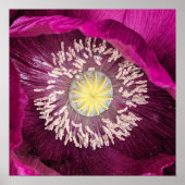 Donkerroze oosterse klaproos bloem poster (Voorkant)