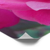 Donkerroze roosfoto poster (Hoek)