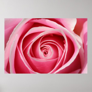 Donkerroze Rose 01 Poster