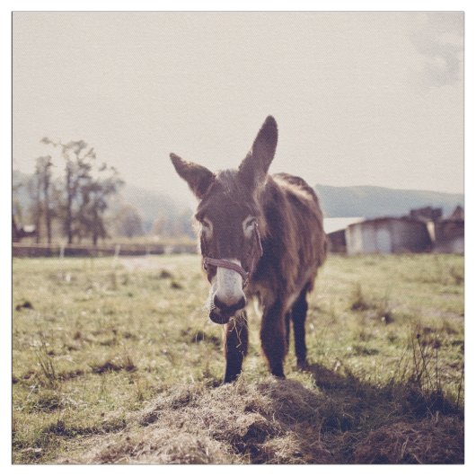 Donkervoer Stof (Swatch)