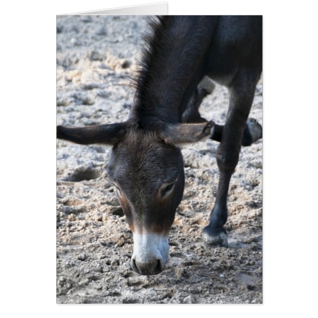 Donkey (Voorkant)