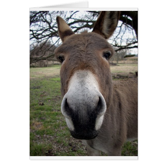 DONKEY (Voorkant)