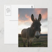 Donkey Art Briefkaart (Voorkant / Achterkant)
