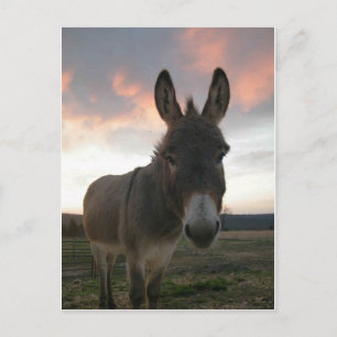 Donkey Art Briefkaart
