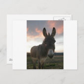 Donkey Art Briefkaart (Voorkant / Achterkant)