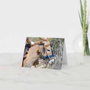 Donkey Baie d'Oranje Haïti blanco briefkaart