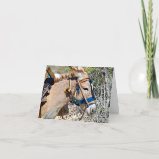 Donkey Baie d'Oranje Haïti blanco briefkaart